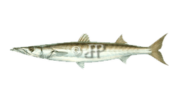 Barracuda (Pacific)