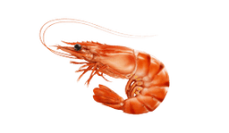 Shrimp