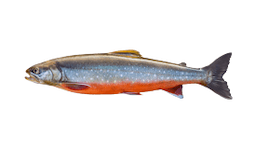 Arctic Char