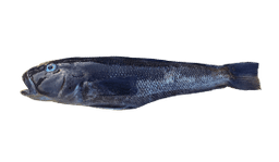 Blue Cod