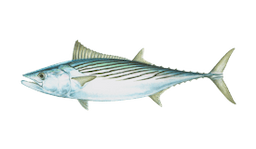 Bonito