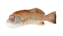 Breaksea Cod