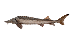 Sturgeon