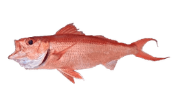 Long-Tail Red Snapper (Onaga)