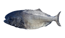 Bluenose Warehou