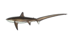 Shark (Thresher)