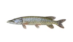 Muskellunge (Musky)