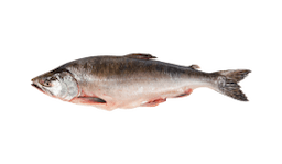 Salmon (Pink)