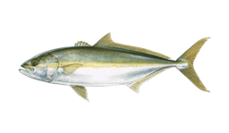 Yellowtail Amberjack
