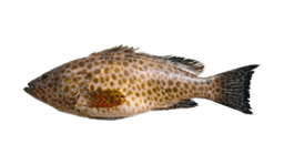 Hamour Grouper