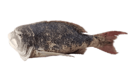 Musselcracker