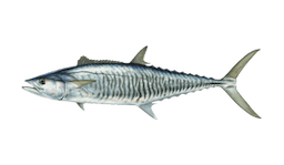 Spanish Mackerel (Narrow-barred)
