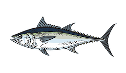Tuna (Longtail)