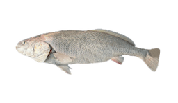 Black Jewfish