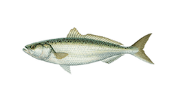 Salmon (Australian)