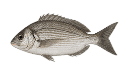 Black Seabream