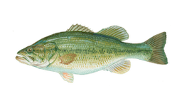 Bass (Largemouth)