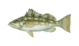 Calico Bass