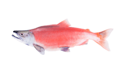 Salmon (Sockeye)