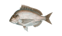 Scup (Porgy)