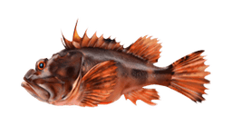 Scorpionfish
