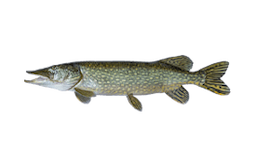 Pike (Northern)