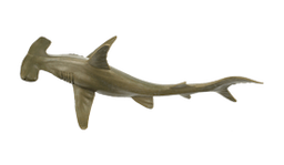 Shark (Hammerhead)