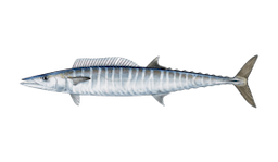 Wahoo