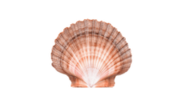Scallop