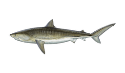 Shark (Tiger)