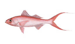 Queen Snapper (Caribbean)
