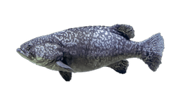 Queensland Groper (Giant Grouper)