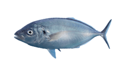 Trevally (Silver)