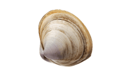 Clam