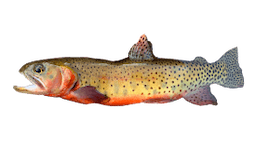 Cutthroat Trout