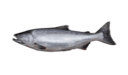 Salmon (Chinook)