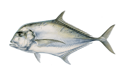 Jack (African Pompano)