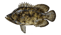 Tripletail