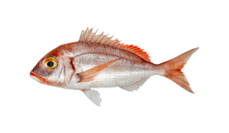 Common Pandora
