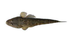 Flathead