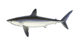 Shark (Porbeagle)