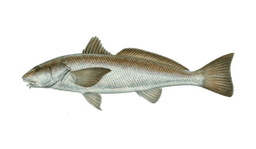 California Corbina