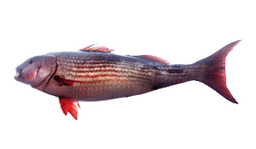 Snapper (Mullet)