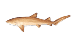 Nurse Shark