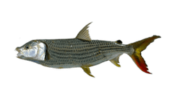 Tigerfish