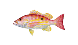 Snapper (Lane)