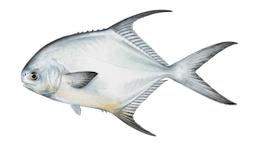 Permit