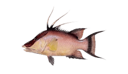 Hogfish