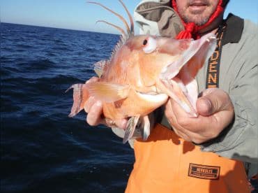 The elusive Hogfish