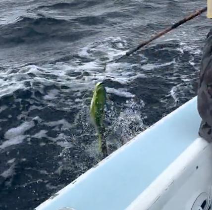 Knowledgeable crew determined to get us on fish!